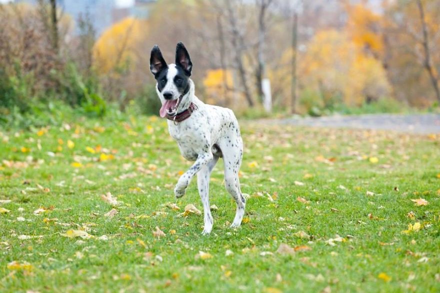 Message From A Lebanese Dog Applying For Adoption