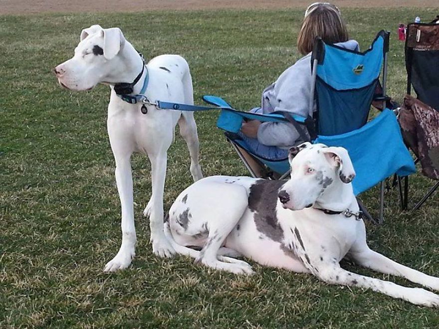 Message From A Lebanese Dog Applying For Adoption