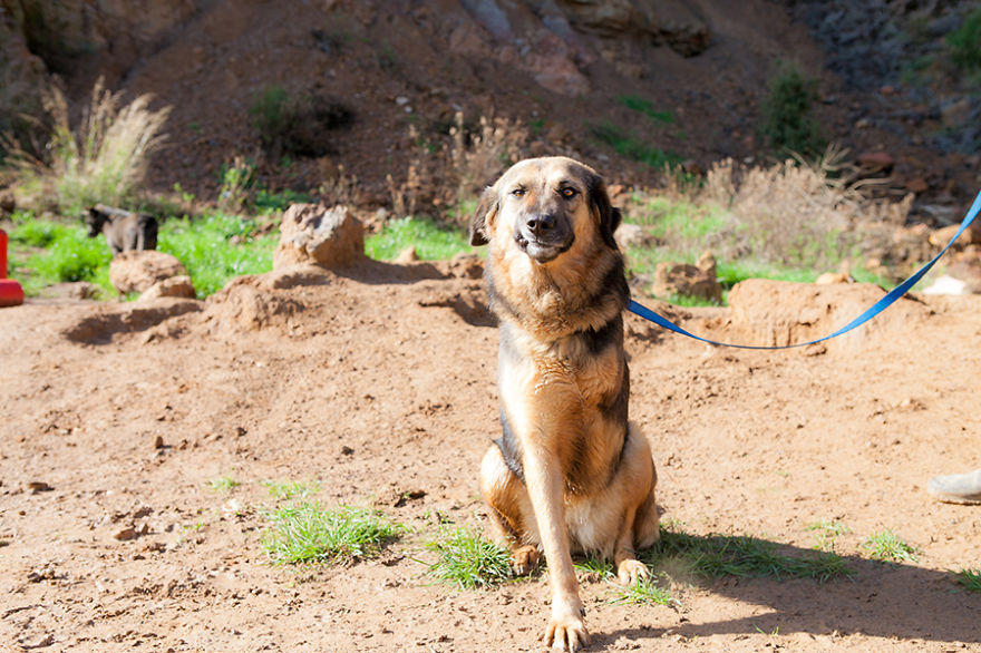 Message From A Lebanese Dog Applying For Adoption