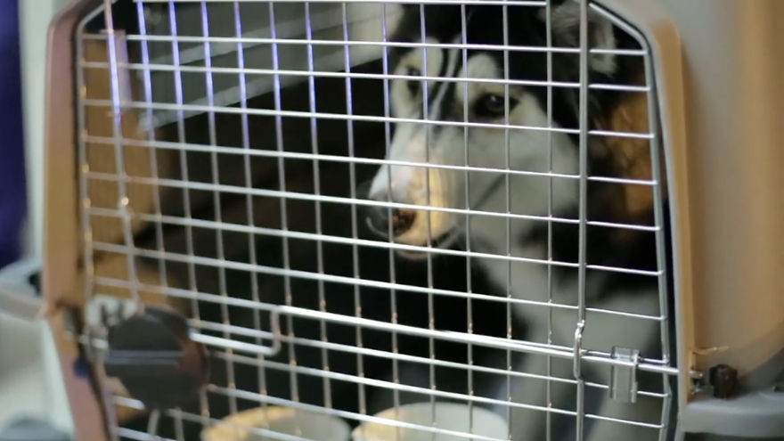 Message From A Lebanese Dog Applying For Adoption