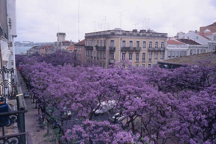 Avenue D. Carlos I, Lisbon, Portugal