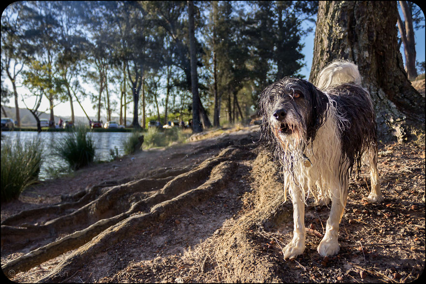 Adventure Ben, From Pound Pup Too Travel Blog Dog Adventure Ben, From Pound Pup Too Travel Blog Dog