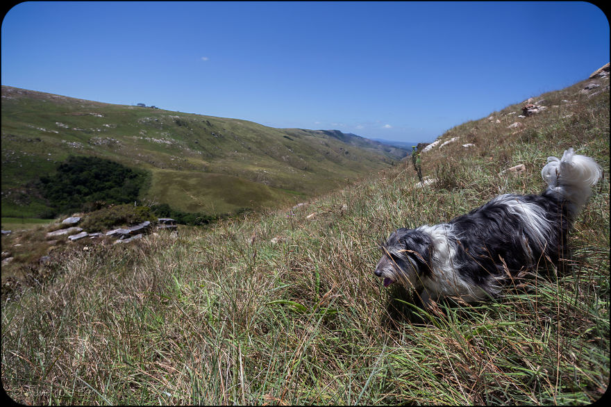 Adventure Ben, From Pound Pup Too Travel Blog Dog Adventure Ben, From Pound Pup Too Travel Blog Dog