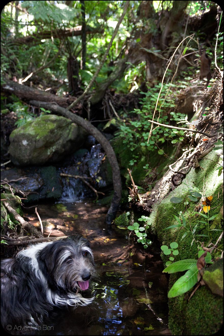 Adventure Ben, From Pound Pup Too Travel Blog Dog Adventure Ben, From Pound Pup Too Travel Blog Dog