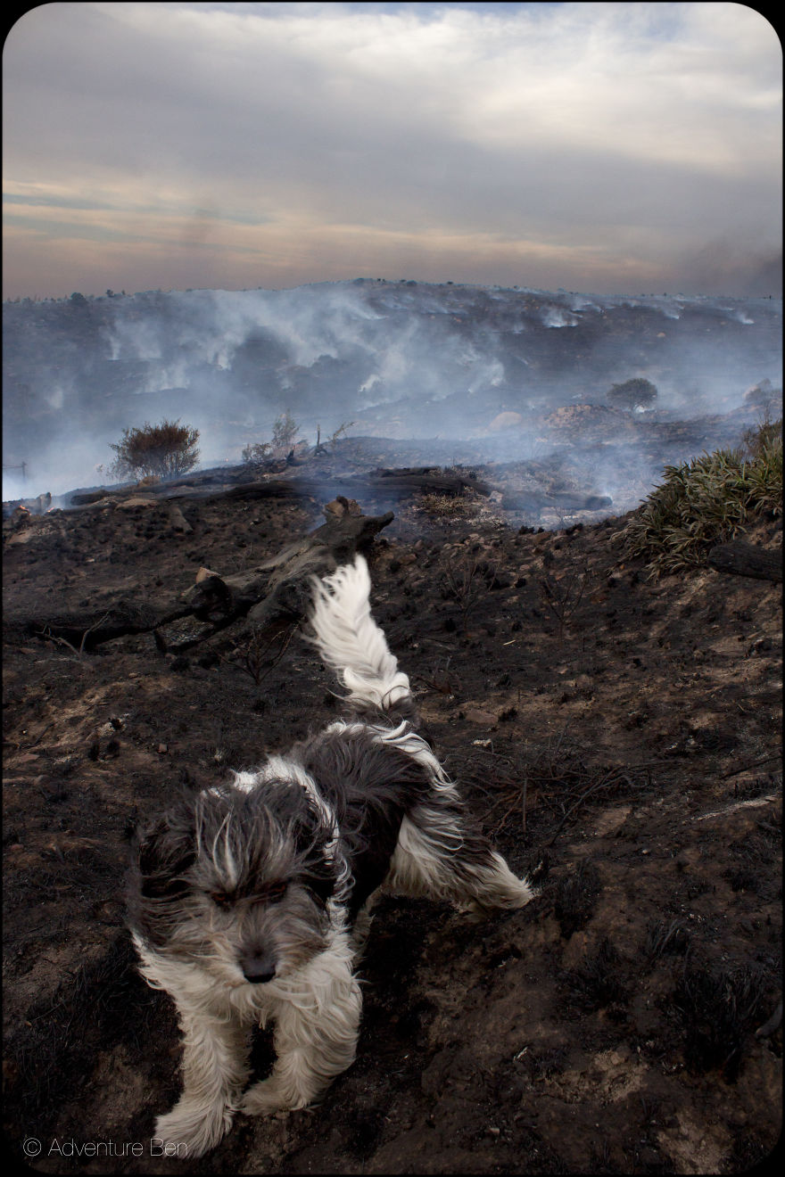 Adventure Ben, From Pound Pup Too Travel Blog Dog Adventure Ben, From Pound Pup Too Travel Blog Dog
