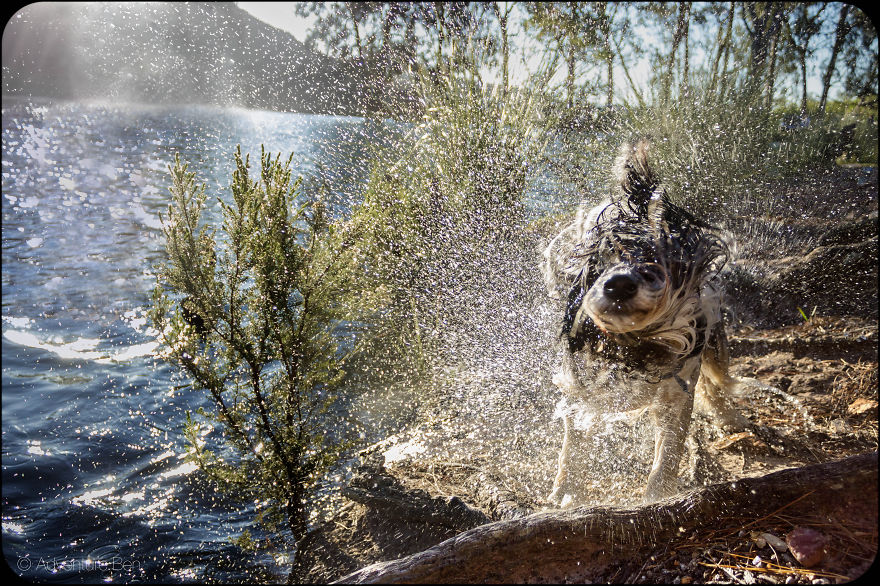 Adventure Ben, From Pound Pup Too Travel Blog Dog Adventure Ben, From Pound Pup Too Travel Blog Dog