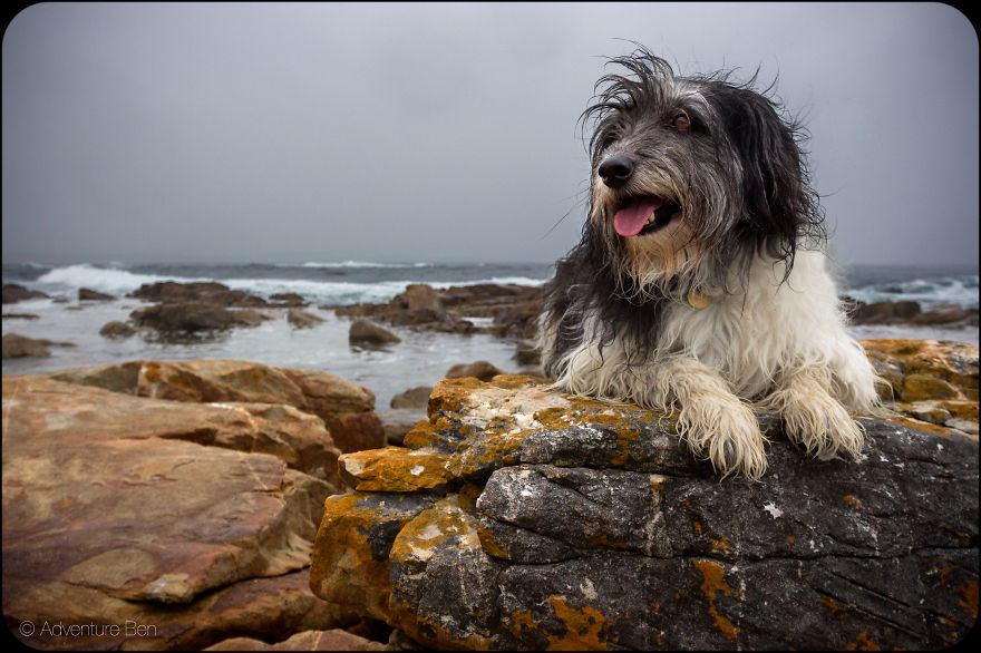 Adventure Ben, From Pound Pup Too Travel Blog Dog Adventure Ben, From Pound Pup Too Travel Blog Dog