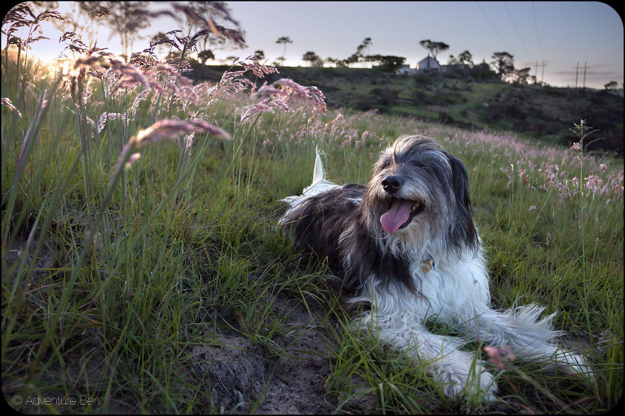 Adventure Ben, From Pound Pup Too Travel Blog Dog Adventure Ben, From Pound Pup Too Travel Blog Dog