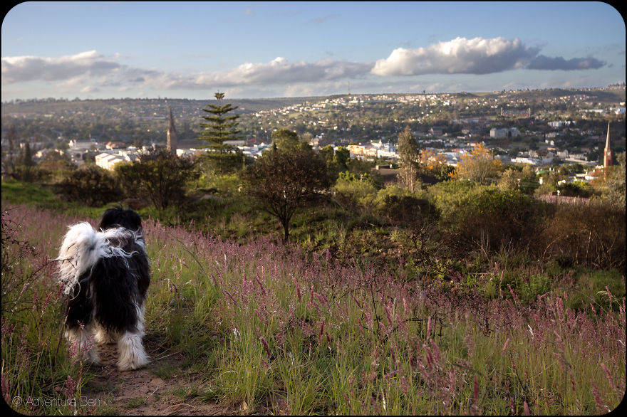 Adventure Ben, From Pound Pup Too Travel Blog Dog Adventure Ben, From Pound Pup Too Travel Blog Dog