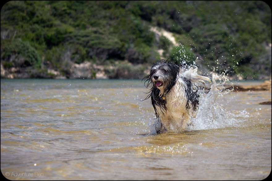 Adventure Ben, From Pound Pup Too Travel Blog Dog Adventure Ben, From Pound Pup Too Travel Blog Dog