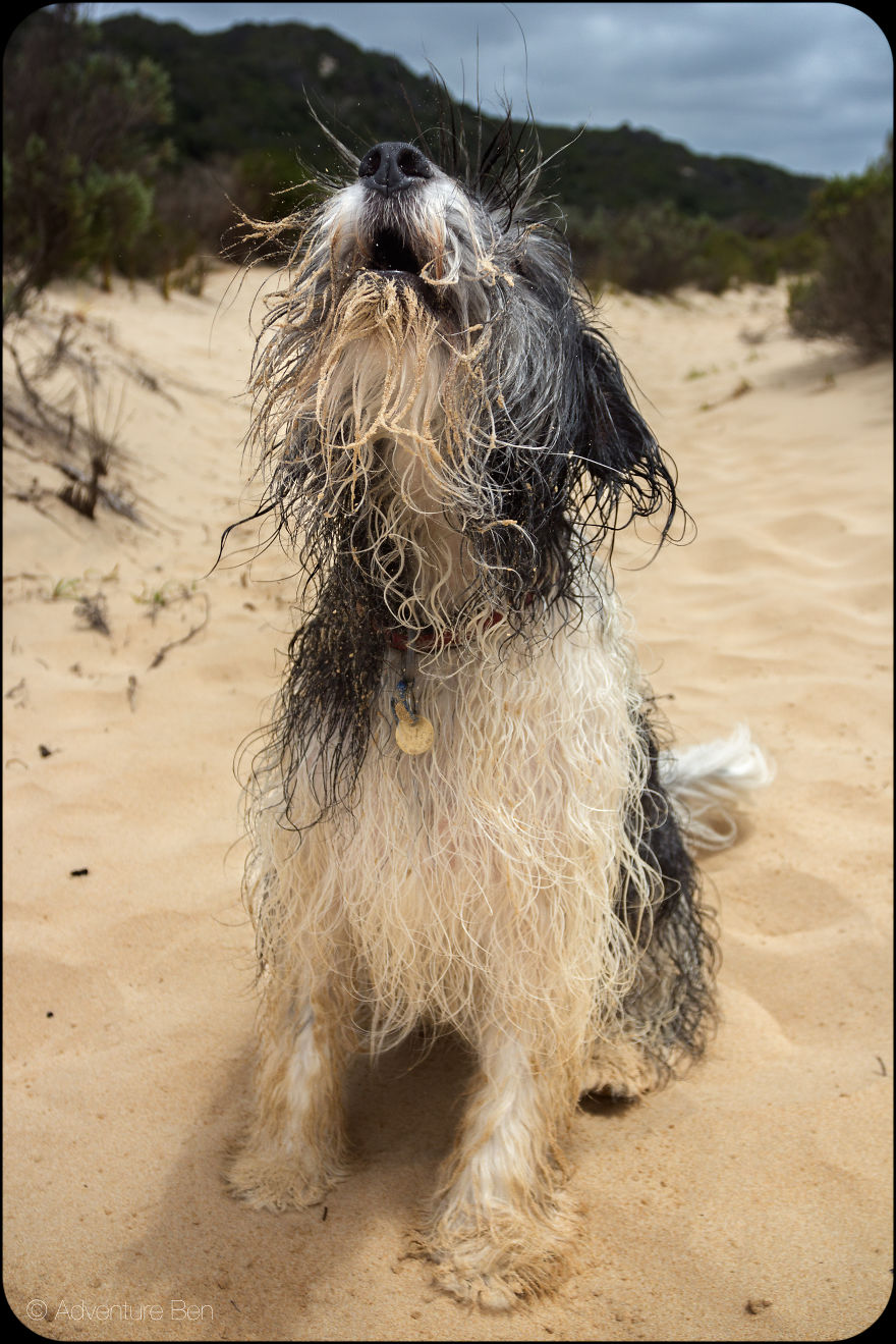 Adventure Ben, From Pound Pup Too Travel Blog Dog Adventure Ben, From Pound Pup Too Travel Blog Dog
