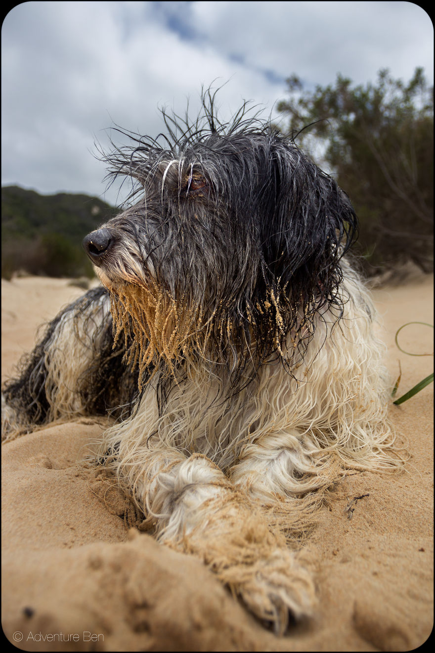 Adventure Ben, From Pound Pup Too Travel Blog Dog Adventure Ben, From Pound Pup Too Travel Blog Dog