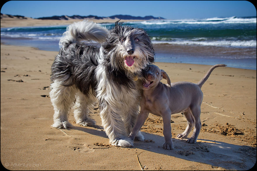 Adventure Ben, From Pound Pup Too Travel Blog Dog Adventure Ben, From Pound Pup Too Travel Blog Dog