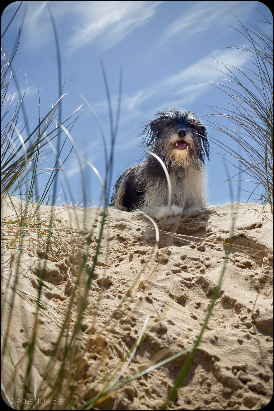 Adventure Ben, From Pound Pup Too Travel Blog Dog Adventure Ben, From Pound Pup Too Travel Blog Dog