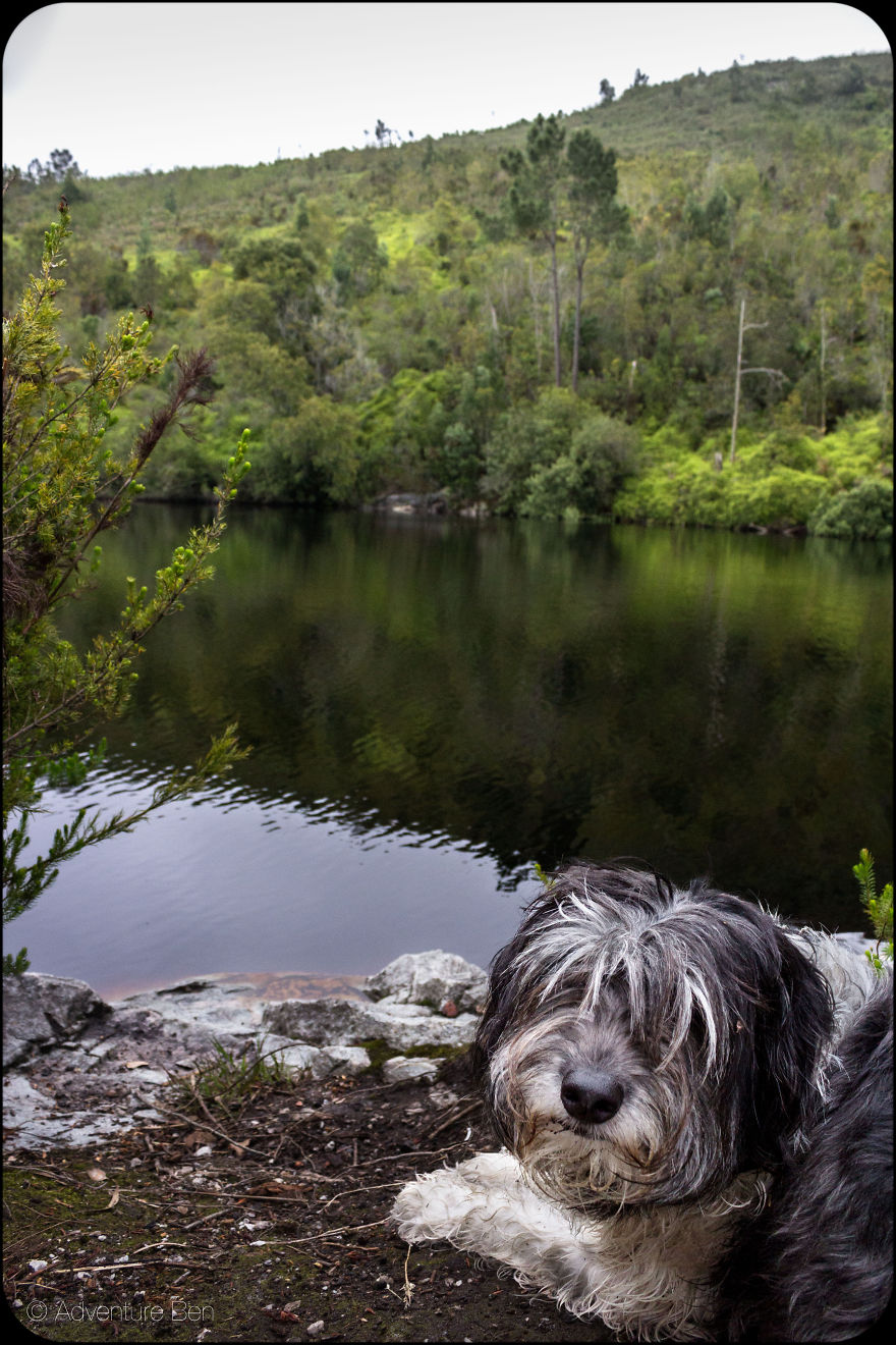 Adventure Ben, From Pound Pup Too Travel Blog Dog Adventure Ben, From Pound Pup Too Travel Blog Dog