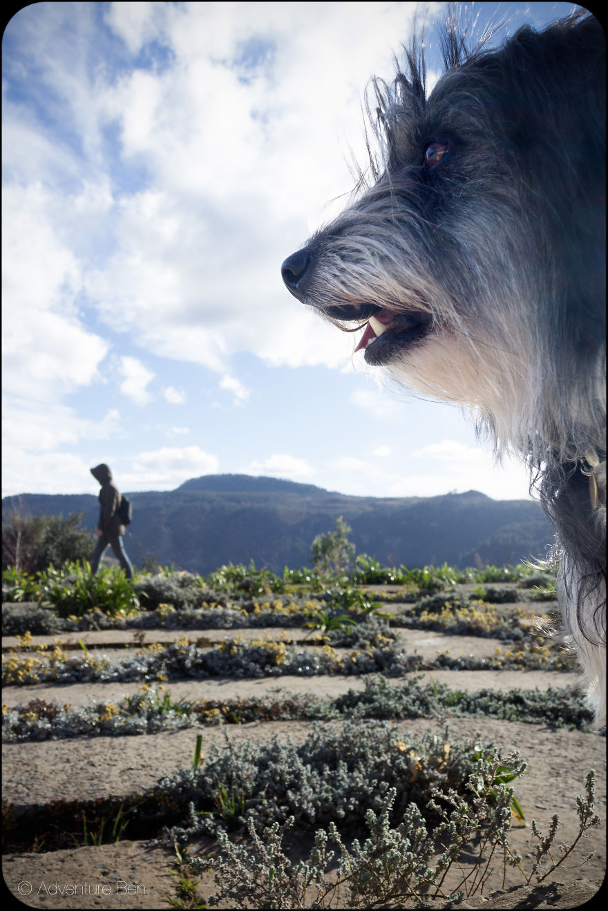 Adventure Ben, From Pound Pup Too Travel Blog Dog Adventure Ben, From Pound Pup Too Travel Blog Dog