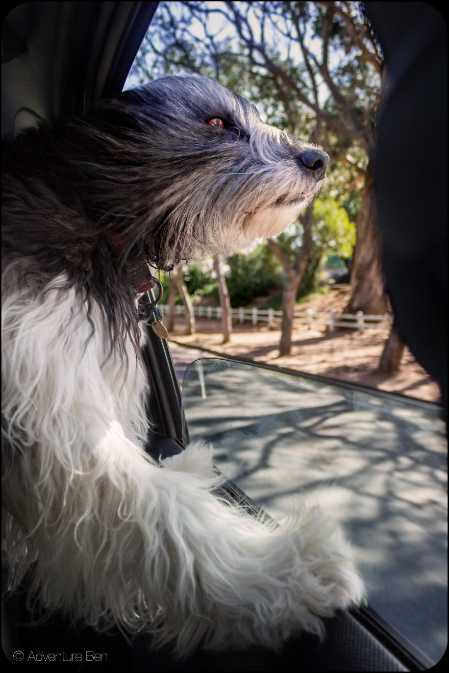 Adventure Ben, From Pound Pup Too Travel Blog Dog Adventure Ben, From Pound Pup Too Travel Blog Dog