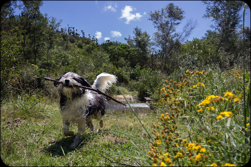 Adventure Ben, From Pound Pup Too Travel Blog Dog Adventure Ben, From Pound Pup Too Travel Blog Dog