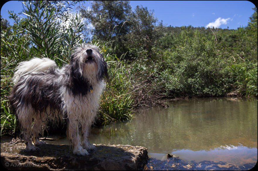 Adventure Ben, From Pound Pup Too Travel Blog Dog Adventure Ben, From Pound Pup Too Travel Blog Dog