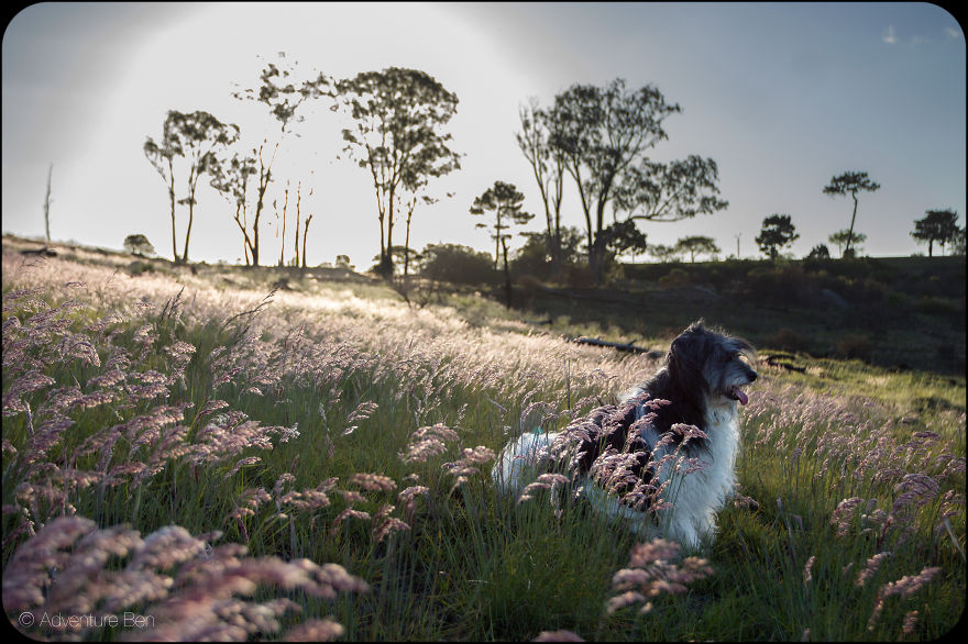 Adventure Ben, From Pound Pup Too Travel Blog Dog Adventure Ben, From Pound Pup Too Travel Blog Dog