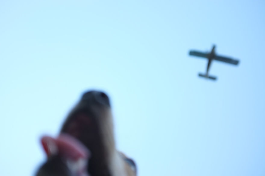 I Found This Adorable Puppy In An Abandoned Backyard And Brought Her Home I Found This Adorable Puppy In An Abandoned Backyard And Brought Her Home