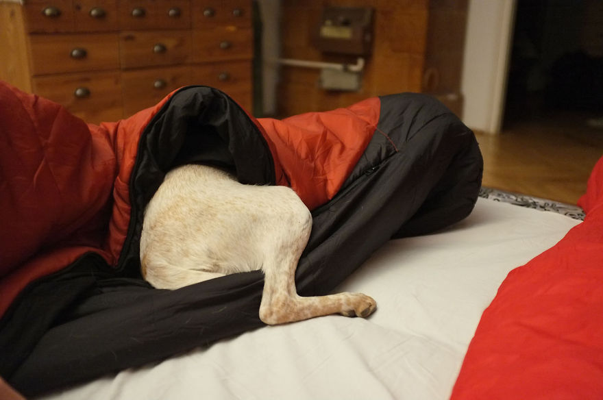 I Found This Adorable Puppy In An Abandoned Backyard And Brought Her Home I Found This Adorable Puppy In An Abandoned Backyard And Brought Her Home