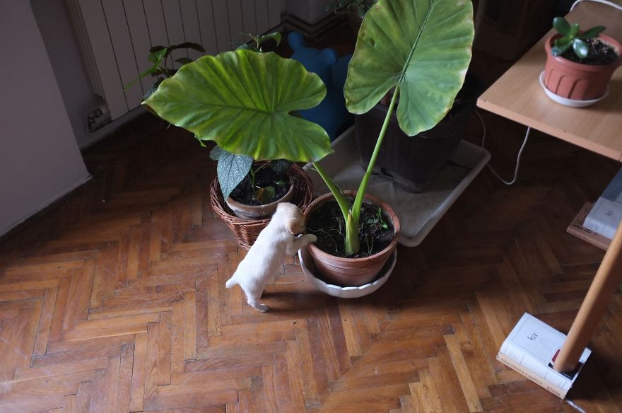 I Found This Adorable Puppy In An Abandoned Backyard And Brought Her Home