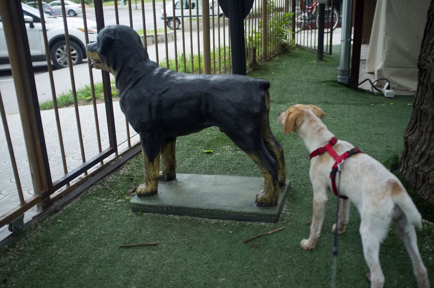 I Found This Adorable Puppy In An Abandoned Backyard And Brought Her Home