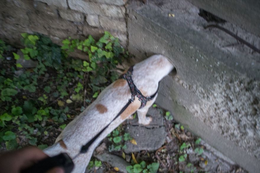 I Found This Adorable Puppy In An Abandoned Backyard And Brought Her Home