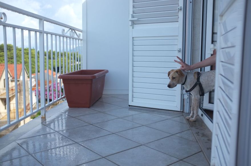 I Found This Adorable Puppy In An Abandoned Backyard And Brought Her Home