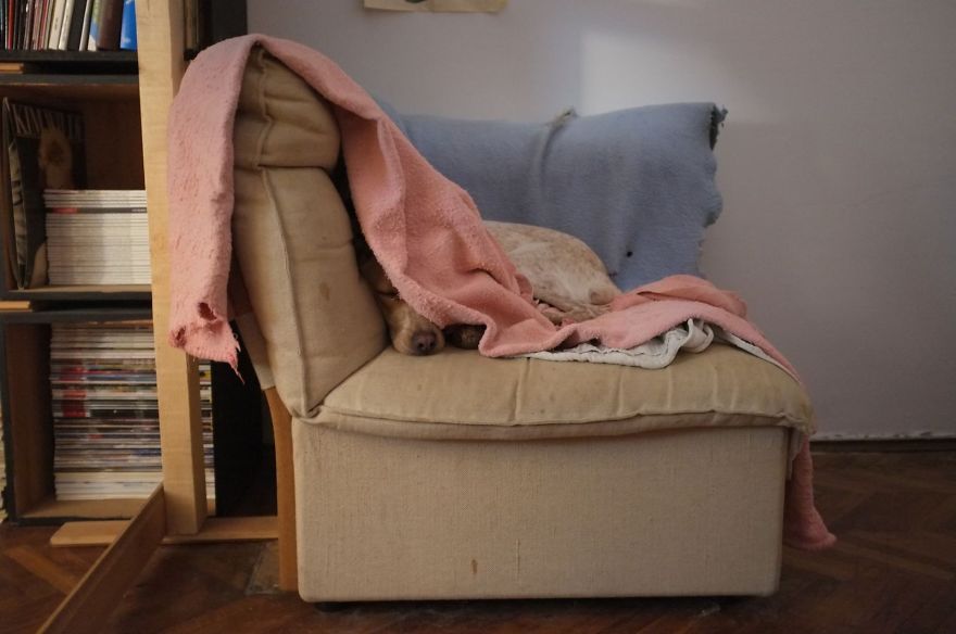 I Found This Adorable Puppy In An Abandoned Backyard And Brought Her Home I Found This Adorable Puppy In An Abandoned Backyard And Brought Her Home