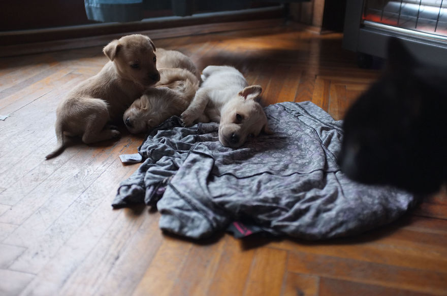 I Found This Adorable Puppy In An Abandoned Backyard And Brought Her Home