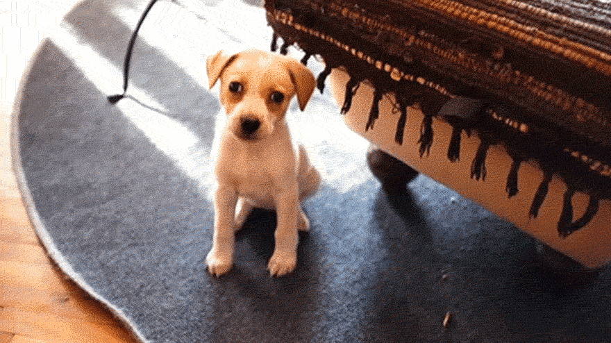 I Found This Adorable Puppy In An Abandoned Backyard And Brought Her Home