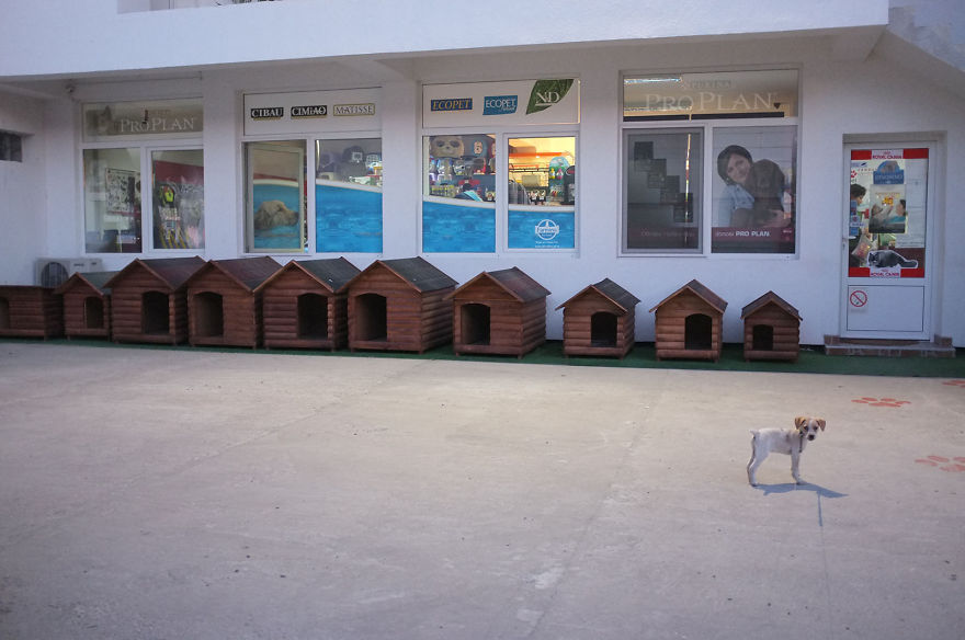 I Found This Adorable Puppy In An Abandoned Backyard And Brought Her Home