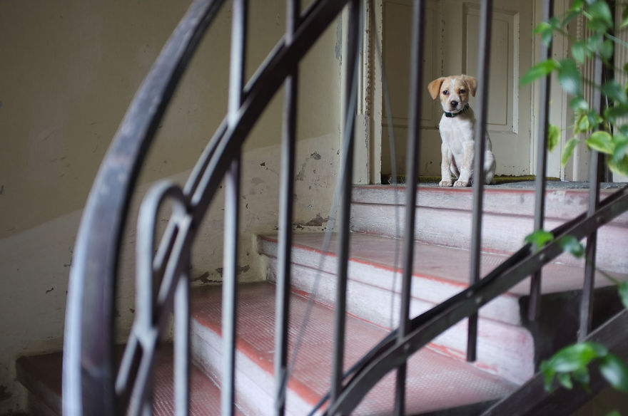 I Found This Adorable Puppy In An Abandoned Backyard And Brought Her Home