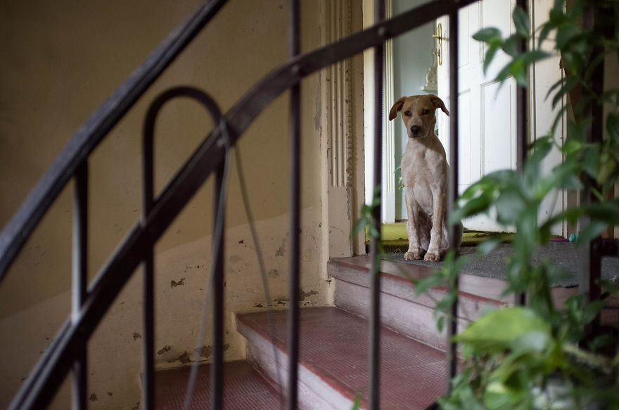 I Found This Adorable Puppy In An Abandoned Backyard And Brought Her Home