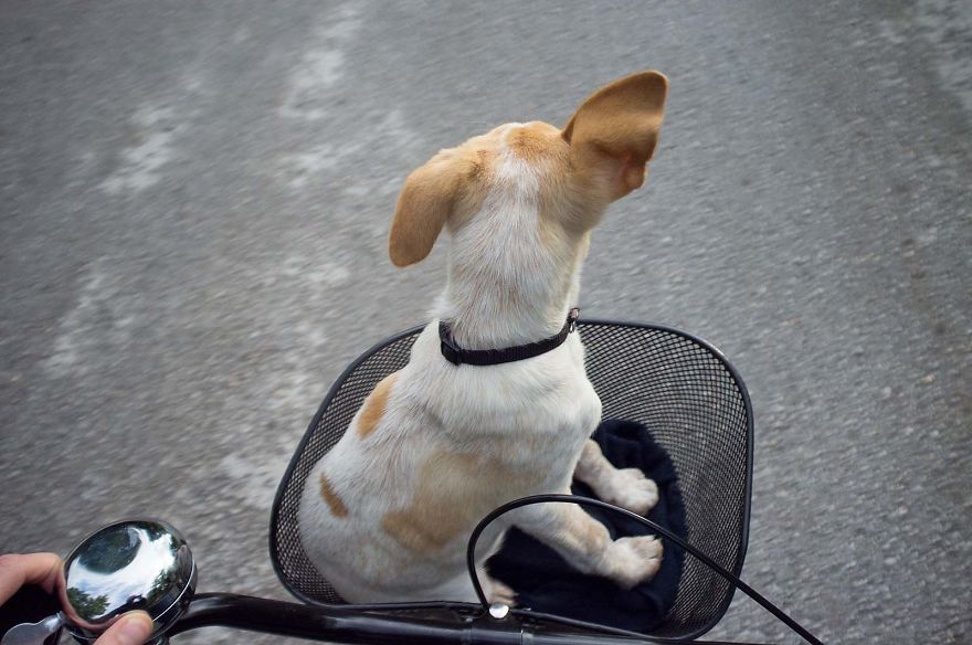 I Found This Adorable Puppy In An Abandoned Backyard And Brought Her Home I Found This Adorable Puppy In An Abandoned Backyard And Brought Her Home