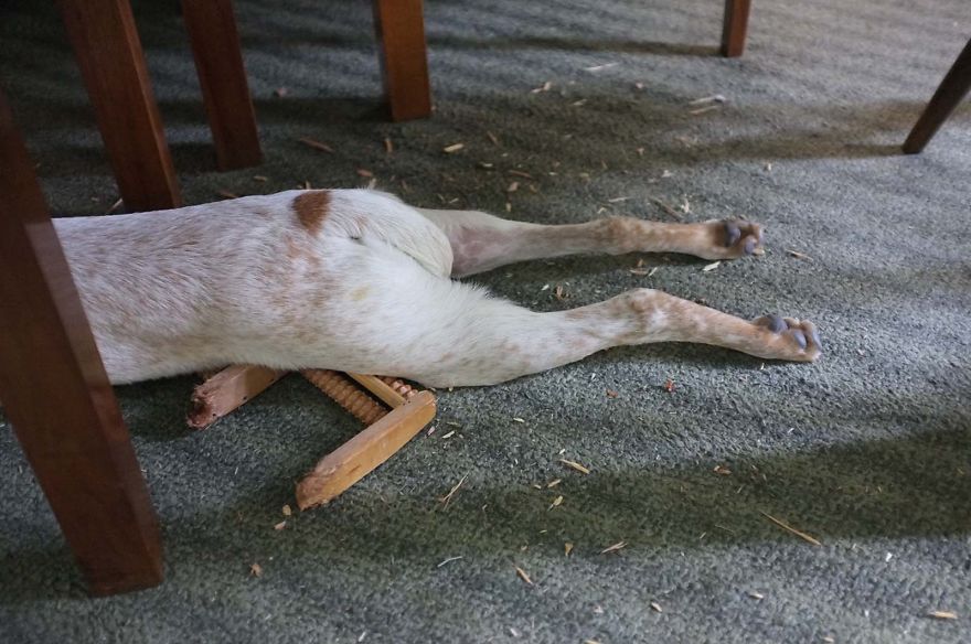 I Found This Adorable Puppy In An Abandoned Backyard And Brought Her Home