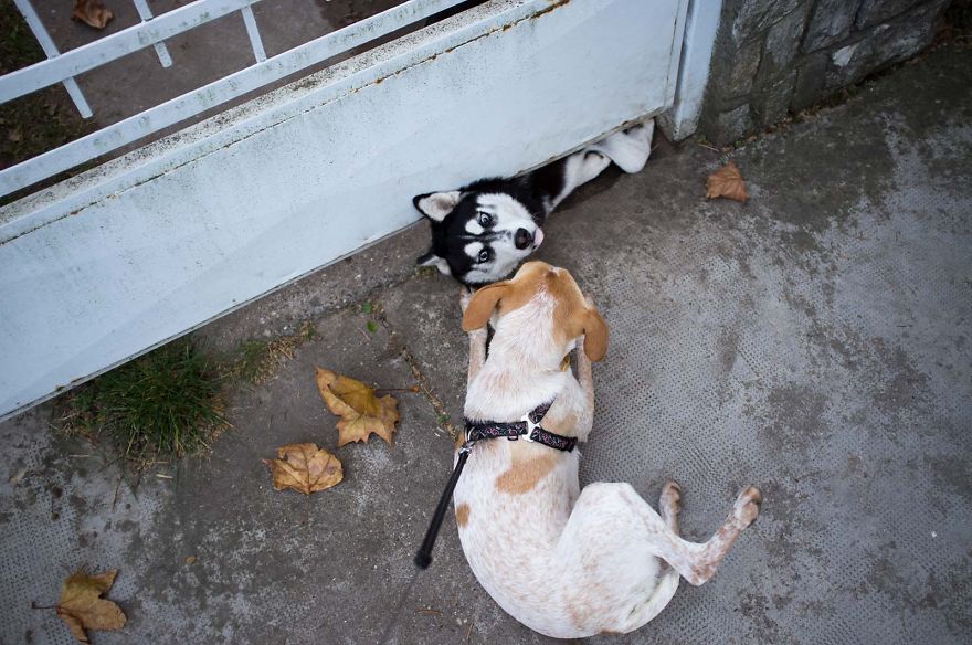 I Found This Adorable Puppy In An Abandoned Backyard And Brought Her Home