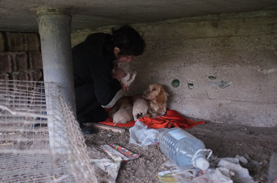 I Found This Adorable Puppy In An Abandoned Backyard And Brought Her Home I Found This Adorable Puppy In An Abandoned Backyard And Brought Her Home