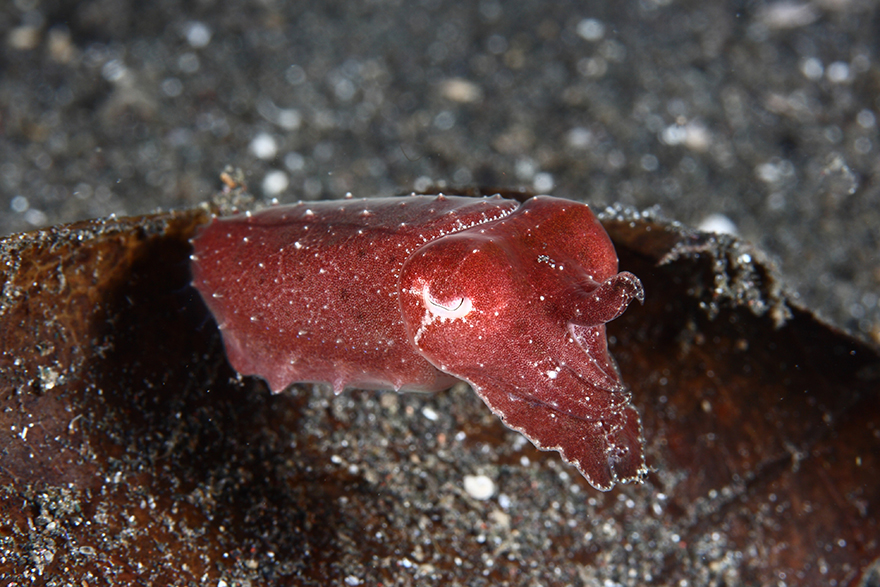Amazing Underwater Creatures I Photographed While Diving In Indonesia