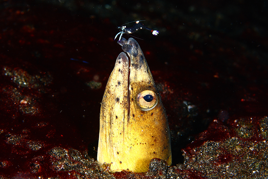 Amazing Underwater Creatures I Photographed While Diving In Indonesia