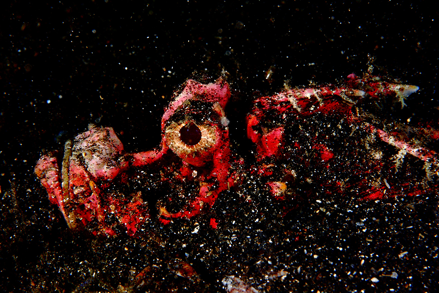 Amazing Underwater Creatures I Photographed While Diving In Indonesia