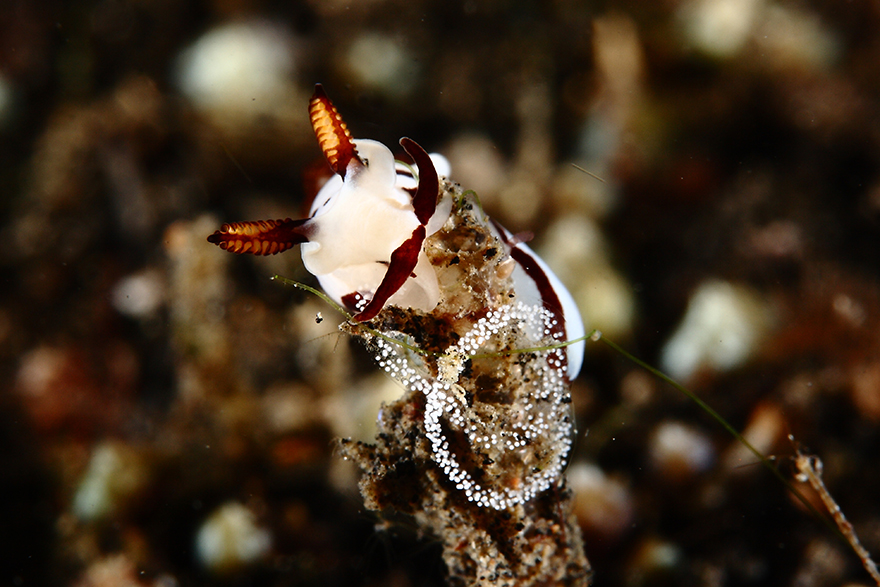 Amazing Underwater Creatures I Photographed While Diving In Indonesia