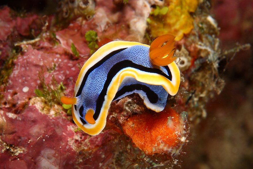 Amazing Underwater Creatures I Photographed While Diving In Indonesia