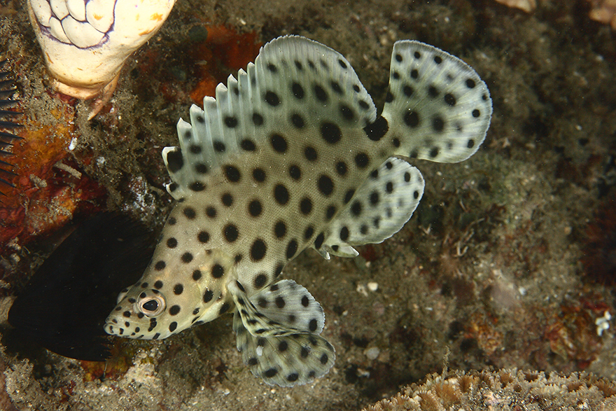 Amazing Underwater Creatures I Photographed While Diving In Indonesia Amazing Underwater Creatures I Photographed While Diving In Indonesia