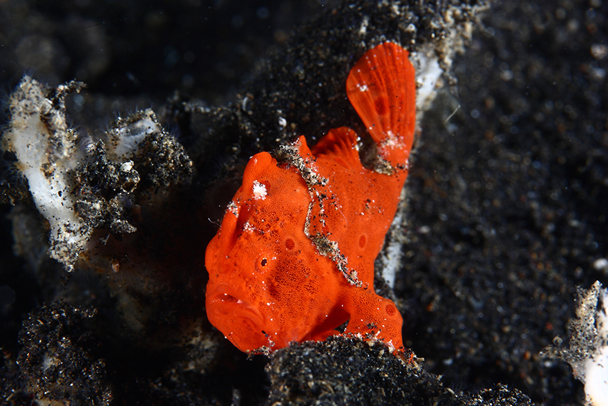 Amazing Underwater Creatures I Photographed While Diving In Indonesia