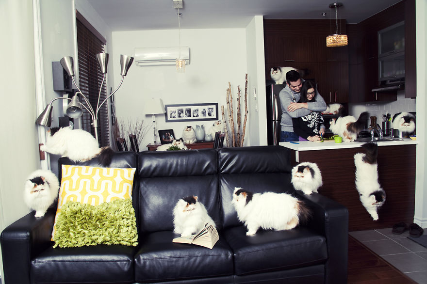 My Photos Of Crazy Cat Lovers