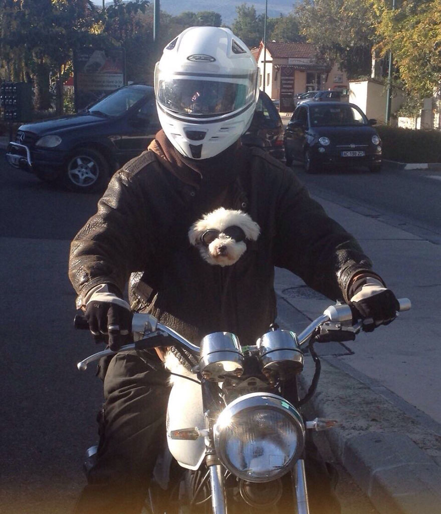 Message From A Lebanese Dog Applying For Adoption