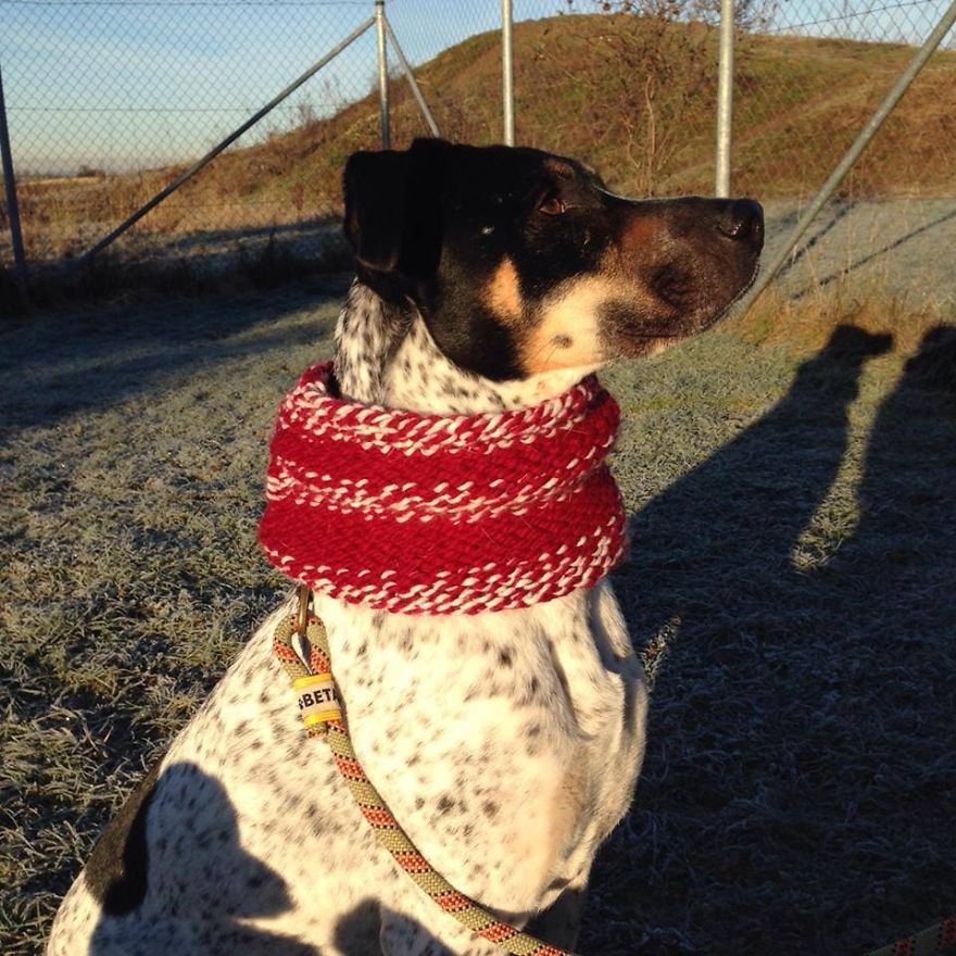 Message From A Lebanese Dog Applying For Adoption